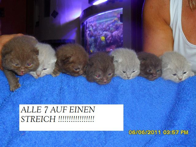 7 Bkh Kitten auf einen Streich - Tiere - Kempten