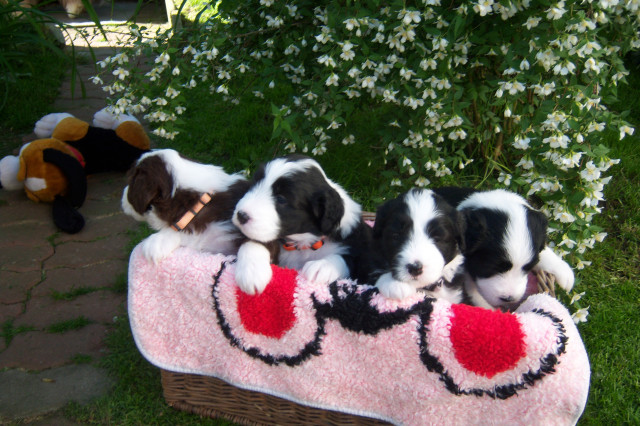 Super süße bearded collis - Tiere - Monstab