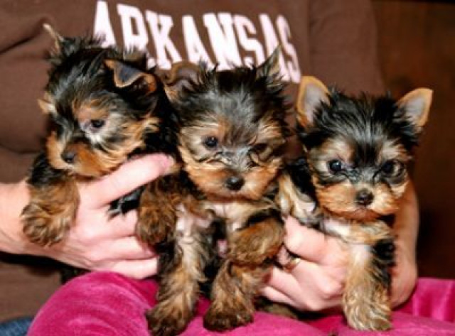 Biete YorkshireTerrier Welpen mit Stammbaum ! - Tiere - salzburg