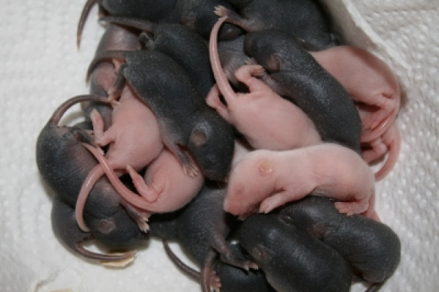 Futtermäuse zu verkaufen - Tiere - Leipzig