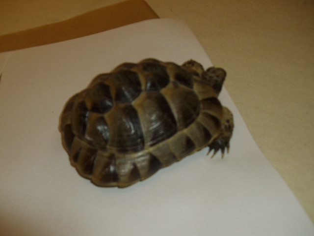 Maurische Landschildkröte männlich geschlechtsreif - Tiere - berlin