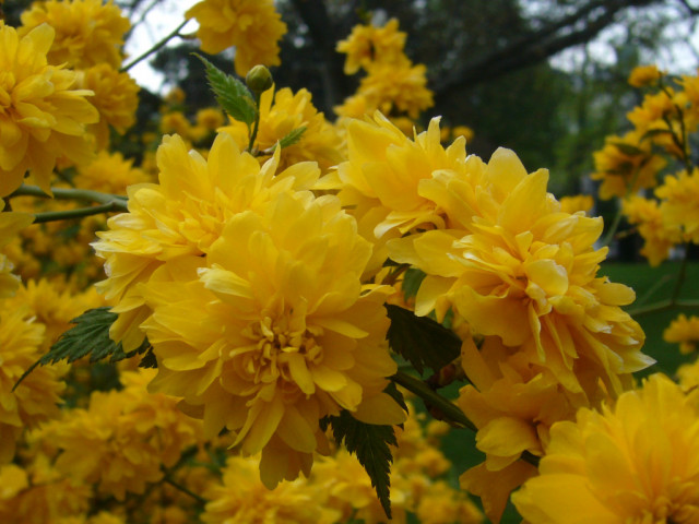 Heimarbeit am PC - Stellenmarkt - Mainz