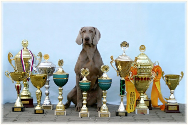 Edle Weimaraner Welpen aus 12 Jahre altem Zwinger - Tiere - Marianske Radcice