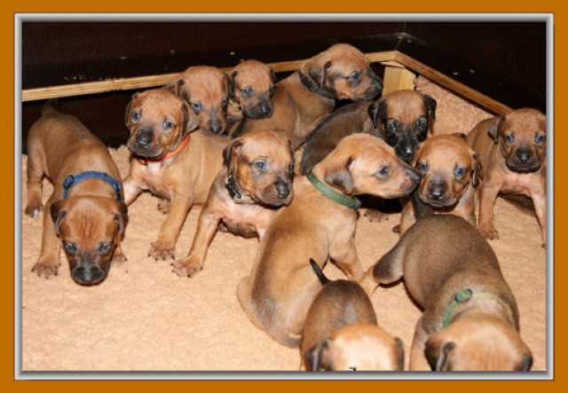 Rhodesian Ridgeback Welpen aus Familienaufzucht - Tiere - Salzkotten