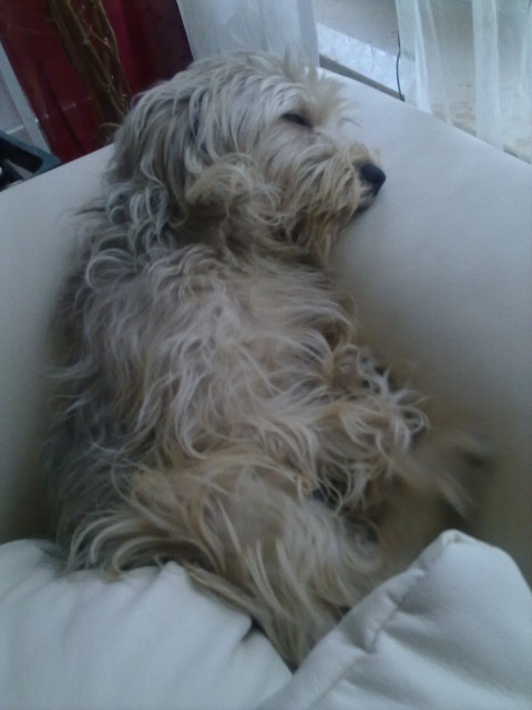 Muss meinen Hunf abgeben, da er meine Tageskinder beisst. - Tiere - Berlin