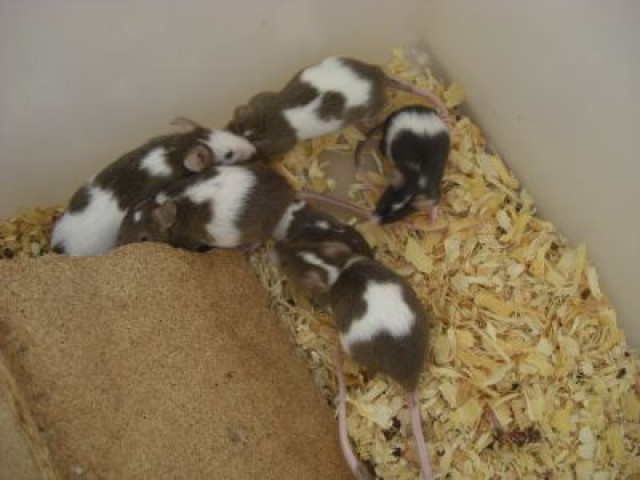 Schlangenfuttertiere / Mäusebabys - Tiere - Leipzig