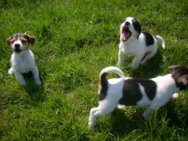 Rauhhaar Jack Russell - Tiere - papenburg