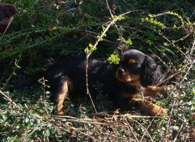 Cavalier King CHarles Spaniel - Tiere - Slowakei