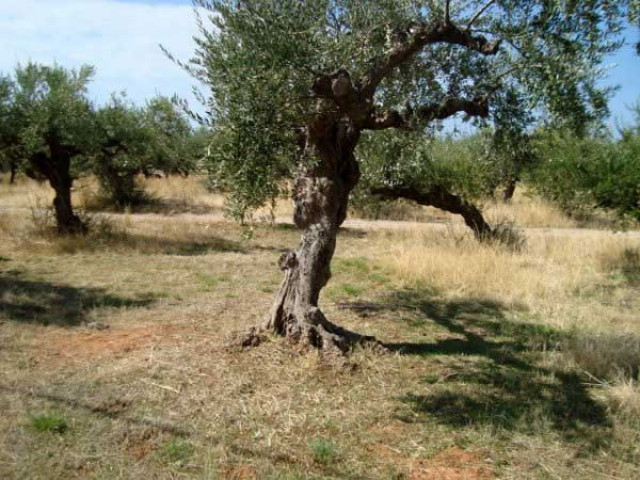 Unser Angebot nahe der Stadt Kalamata/Griechenland - Immobilien - Kalamata