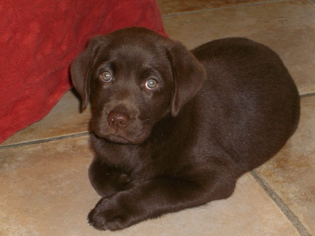 Labradorwelpe Schoko 10 Wochen - Tiere - Meerbusch