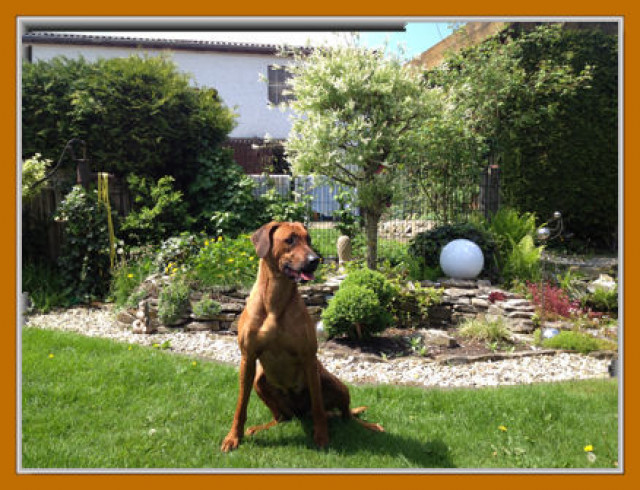 Rhodesian Ridgeback Wurfankündigung - Tiere - Salzkotten