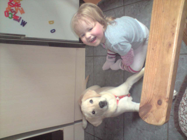 Liebevoller labrador abzugeben - Tiere - viersen