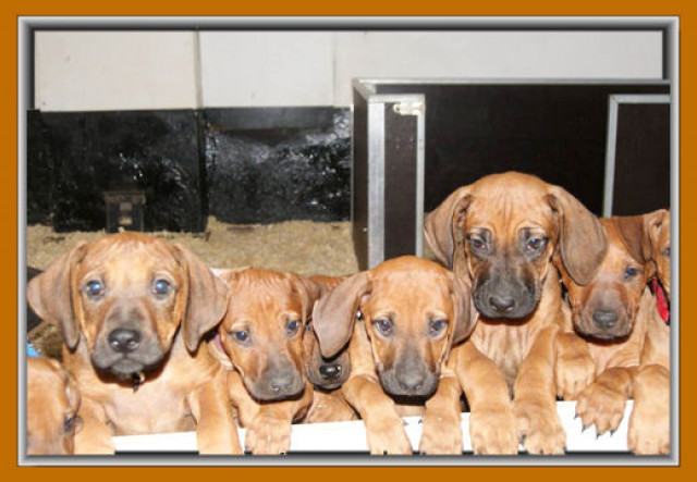4 Rhodesian Ridgeback Mädels suchen... - Tiere - Salzkotten