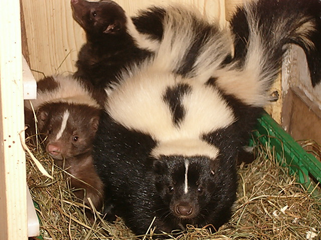 Stinktiere - Tiere - Gangelt