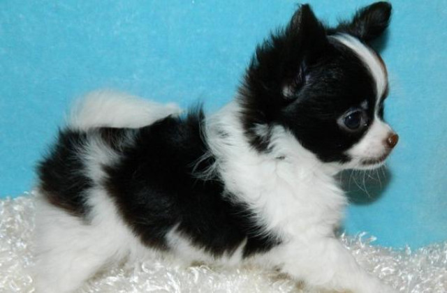 Reinrassige Chihuahuawelpen suchen ein liebevolles Zuhause - Tiere - Osnabrück