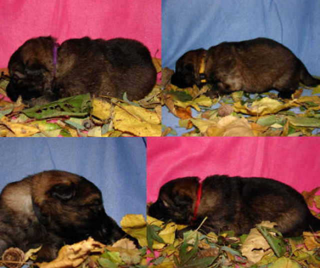 Altdeutsche Schäferhundwelpen - Tiere - Mönchengladbach