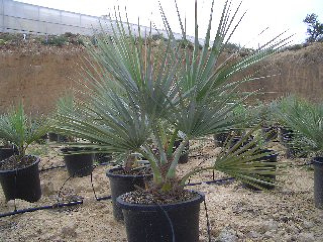 Brahea armata  minus 8 bis 10  C (30 cm Topf) - Handwerk Hausbau Garten - Vente del Pobre