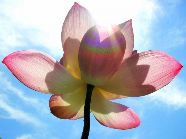 CranioSacral Yoga & Coaching - Wellness Gesundheit - Saarbrücken