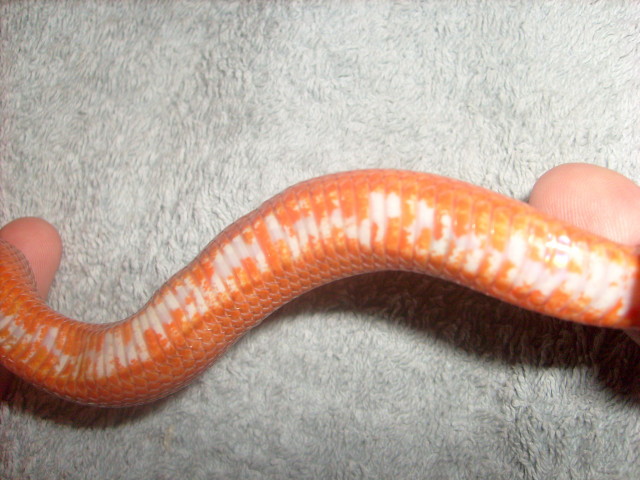 1.1 Kornnatter - Bloodred - subadult - TOP!!! - Tiere - Berlin