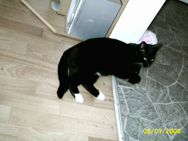 Katze schwarz/weiss - Tiere - Viersen