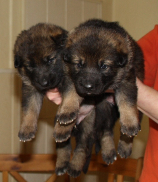 Schäferhundwelpen - Tiere - Gelsenkirchen