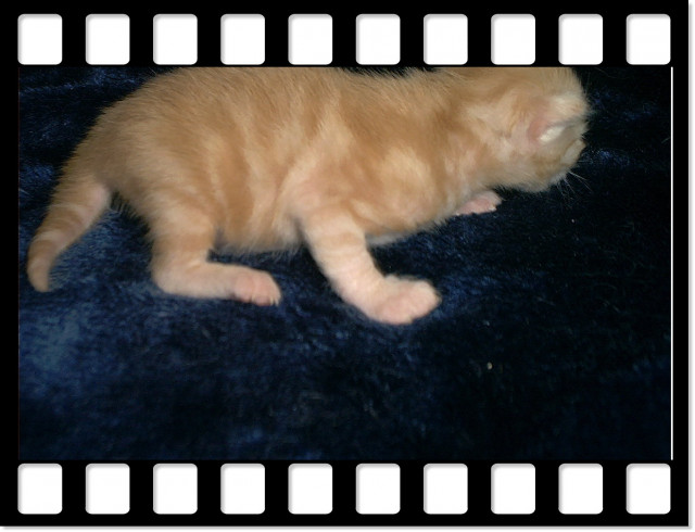 Türkisch Angora Baby s - Tiere - R........