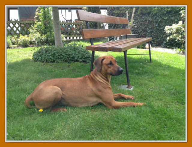 Rhodesian Ridgeback Wurfankündigung Mai 2014 - Tiere - Salzkotten