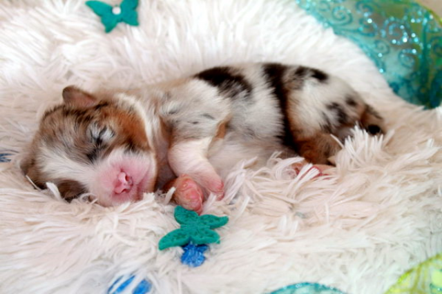 Wir haben traumhafte Australian Shepherd Welpen !!! - Tiere - Dreis-Brück