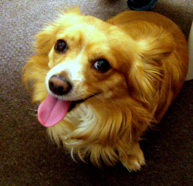 Ich suche ein neues zu Hause - Tiere - Delitzsch