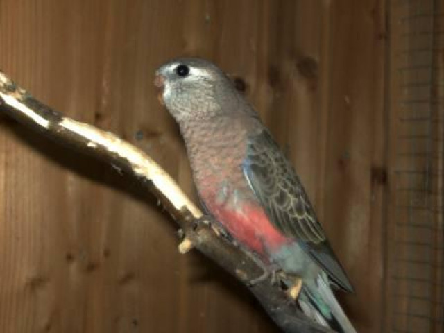 5,0 Bourkensittich in Wildfarben  - Tiere - Oberhausen 