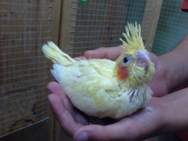 5,2 Nymphensittich in Standartgröße, Lutino-Geperlt, Grau, Geperlt  - Tiere - Oberhausen 