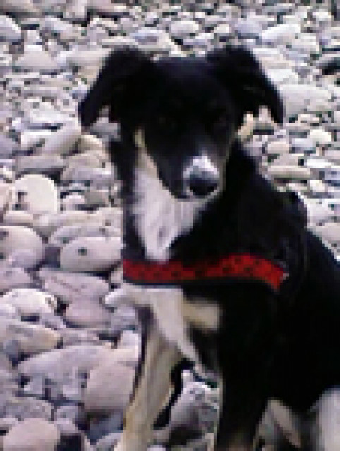 Endlich chemielose Katzen- und Hundenahrung in Lebensmittelqualität/Sonderangebo - Tiere - Zug