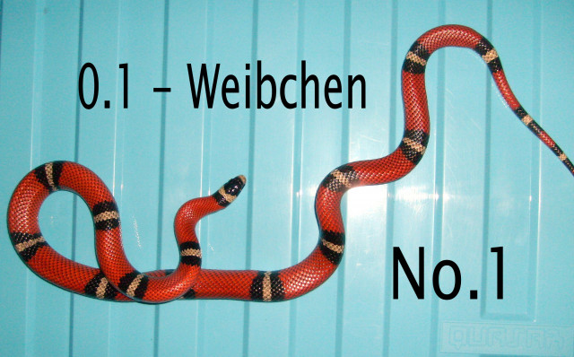 L. tr. Sinaloae - Zuchtgruppe - 1.2 - Adult! TOP!  - Tiere - Berlin