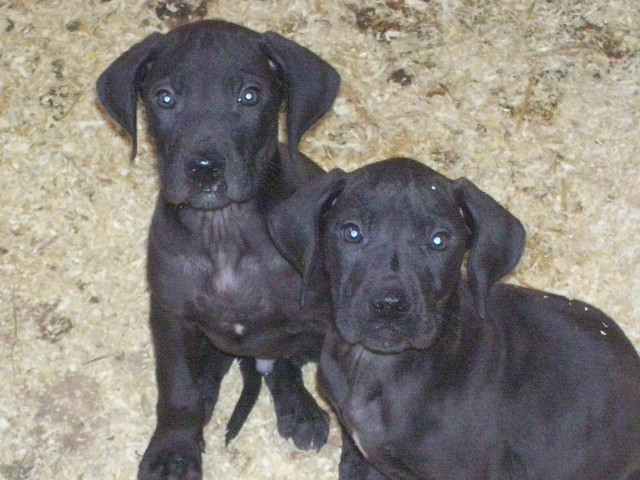 Ridgeback Mix Welpen - Tiere - Schönwalde