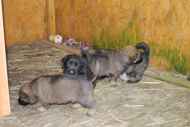 Schäferhundmischlinge - Tiere - Ribnitz-Damgarten