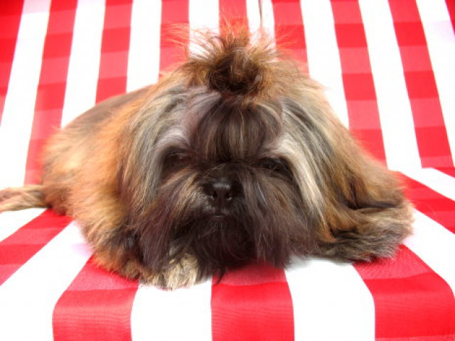 SHIH TZU Welpen - Tiere - Goch