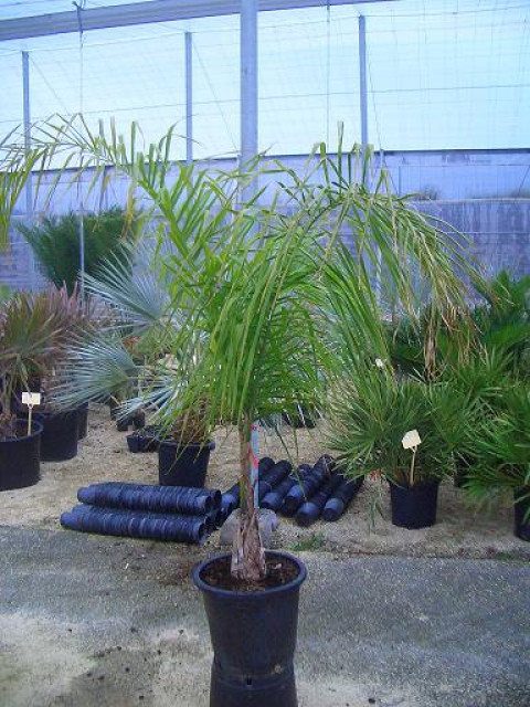 Syagrus romanzoffiana        bis -7 C - Handwerk Hausbau Garten - Vente del Pobre