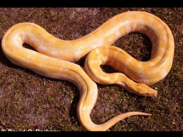 Albino Phyton Würgeschlange - Tiere - Wiesbaden