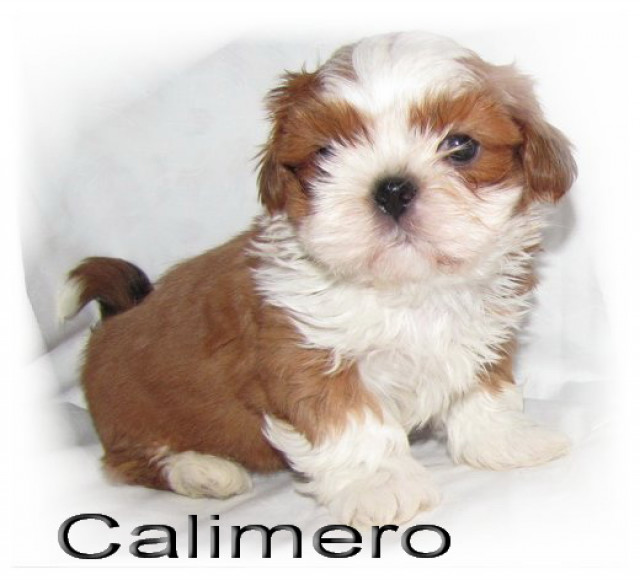 Shih Tzu Zwerge - Tiere - feldatal