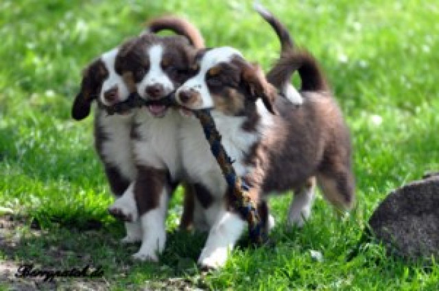  Mini Aussie Rüden in red tri - Tiere - Emstal