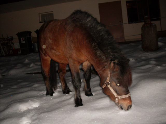 Shetlandpony - Tiere - Fürth / Lörzenbach